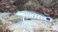 Parapercis hexophtalma