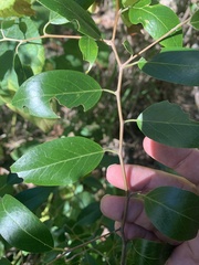Petalostigma triloculare