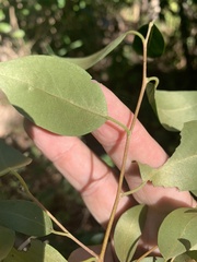 Petalostigma triloculare