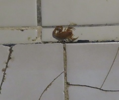 Centruroides testaceus