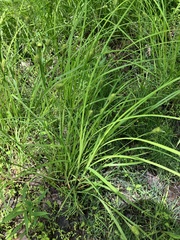 Carex squarrosa