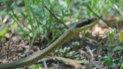 Spot-bellied Sipo