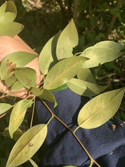 Petalostigma triloculare