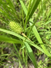 Carex squarrosa
