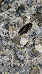 Photinus carolinus