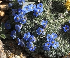 Eritrichium argenteum