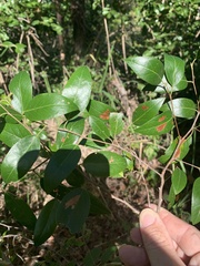 Petalostigma triloculare