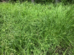 Carex squarrosa