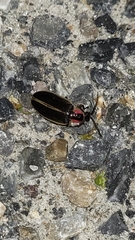 Photinus carolinus