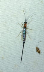 Calliephialtes grapholithae