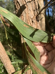 Acacia crassa