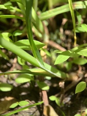 Carex squarrosa