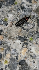 Photinus carolinus