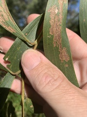 Acacia crassa