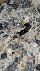 Photinus carolinus