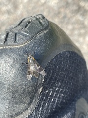 Chrysops cincticornis