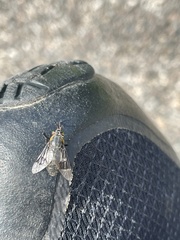 Chrysops cincticornis