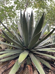 Agave kerchovei