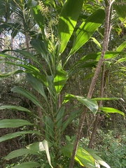 Cordyline manners-suttoniae