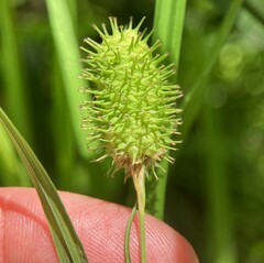 Carex squarrosa