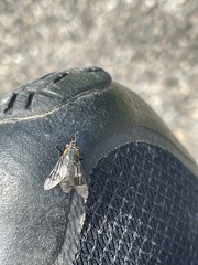 Chrysops cincticornis