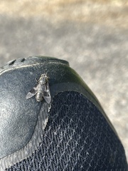 Chrysops cincticornis