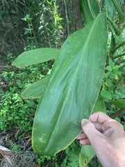 Cordyline manners-suttoniae