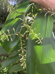 Cordyline manners-suttoniae