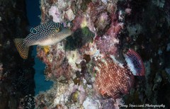 Canthigaster petersii