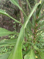 Cordyline manners-suttoniae