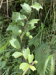 Passiflora alnifolia