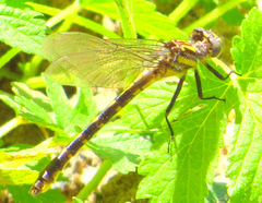 Hylogomphus apomyius