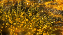 Trichaleurina tenuispora