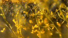 Trichaleurina tenuispora