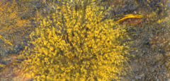 Trichaleurina tenuispora