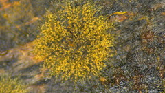 Trichaleurina tenuispora