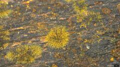 Trichaleurina tenuispora
