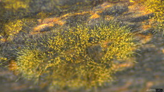 Trichaleurina tenuispora