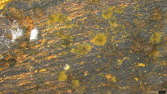 Trichaleurina tenuispora
