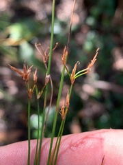 Trachystylis stradbrokensis