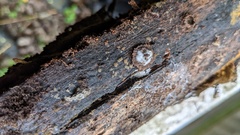 Trichaleurina tenuispora