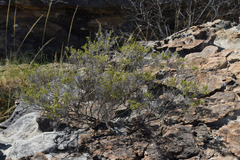 Calytrix leptophylla