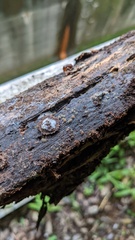 Trichaleurina tenuispora
