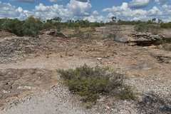 Calytrix leptophylla