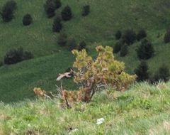 Lyrurus mlokosiewiczi