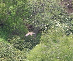 Lyrurus mlokosiewiczi