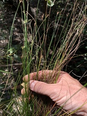 Trachystylis stradbrokensis