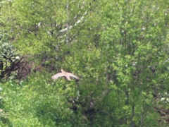 Lyrurus mlokosiewiczi