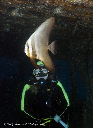 Longfin Batfish — seen at this dive site