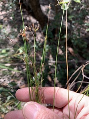 Trachystylis stradbrokensis